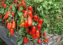 San Marzano Tomato Seeds – Heirloom Italian Paste Variety for Sauces and Canning, Indeterminate, 30 Seeds