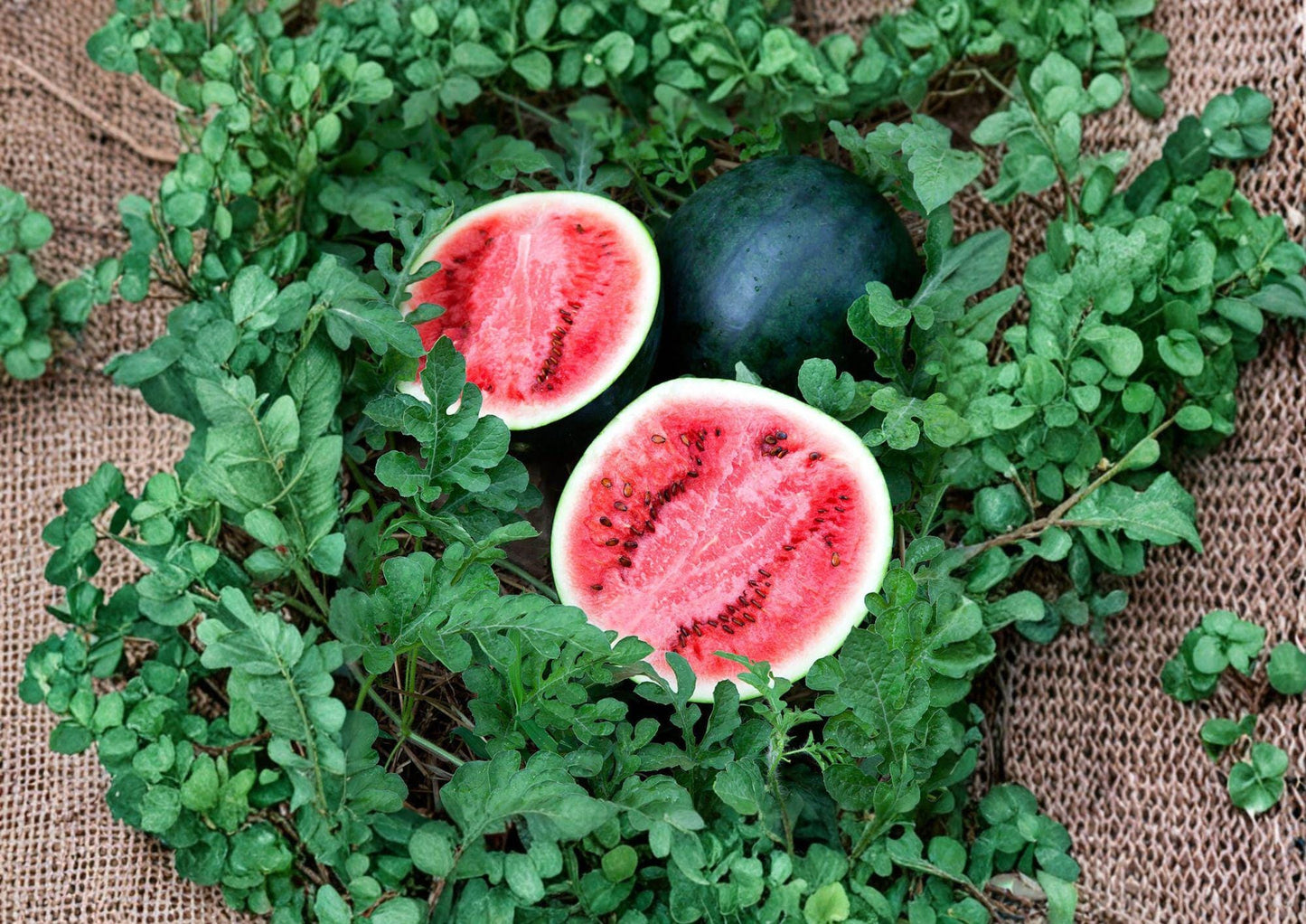 Sugar Baby Watermelon Seeds – Heirloom Small Melon for Home Garden, Compact, Sweet Red Flesh, 10 Premium Seeds