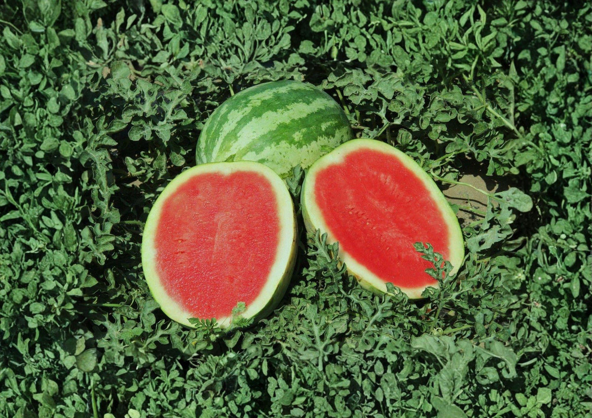 Crimson Sweet Watermelon Seeds – Heirloom Large Striped Melon Seeds for Juicy Red Flesh, Warm Season Garden Crop