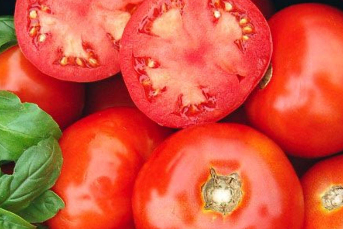 VR Moscow Tomato Seeds, Heirloom, Cold Tolerant, High Yield, Slicing Variety, 30 Seeds