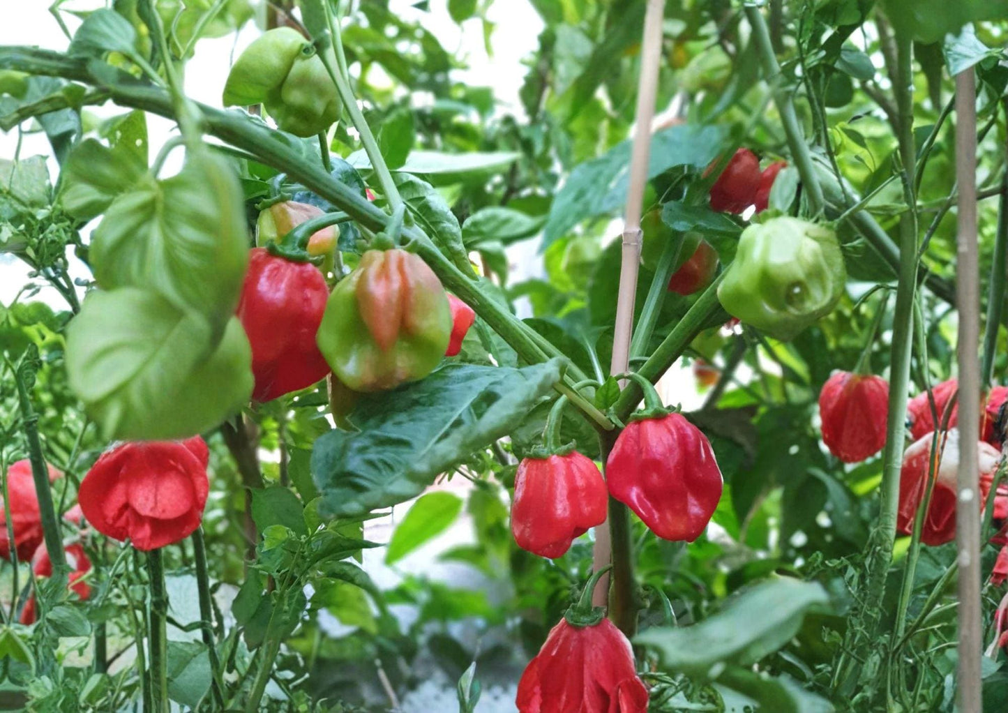 Caribbean Red Habanero Pepper Seeds – 25 Heirloom Tropical Chili Seeds for Hot Sauces & Spicy Dishes