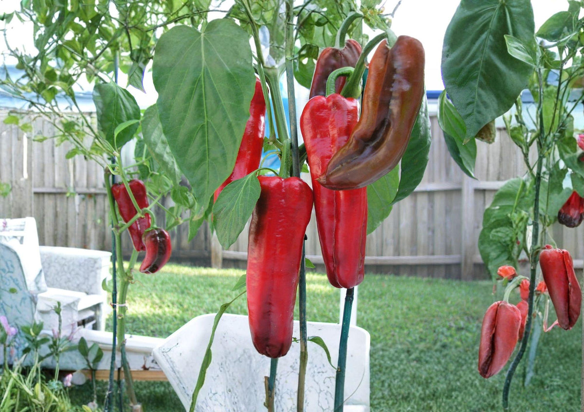 Giant Marconi Pepper Seeds – Heirloom Italian Sweet Vegetable Garden, Red, 25 Seeds
