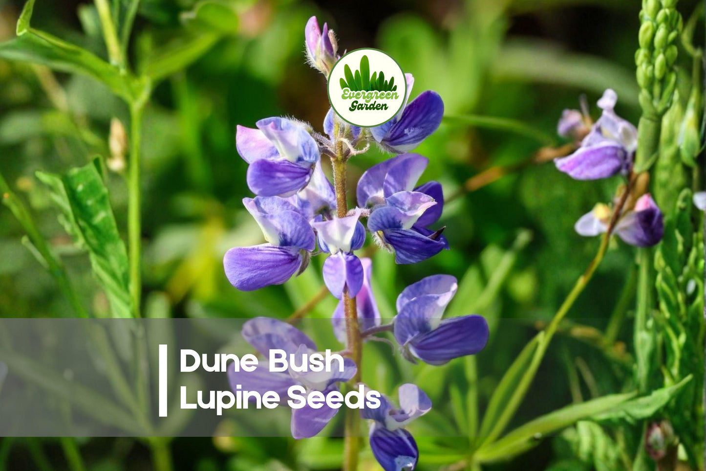 25+ Dune Bush Lupine Seeds - Native Coastal Perennial, Violet Blue Flowers, Drought Tolerant, Pollinator-Friendly, Lupinus chamissonis