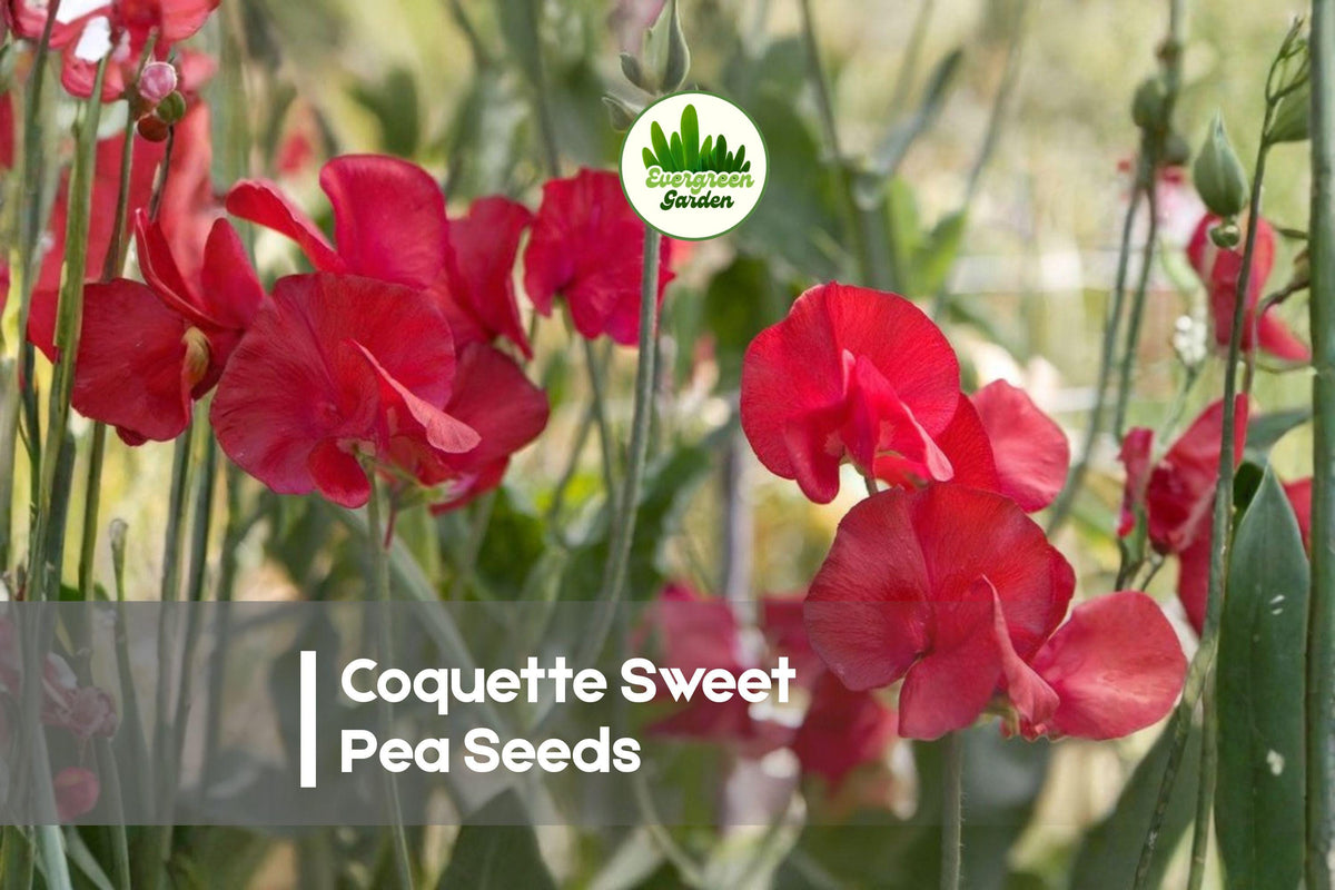 Coquette Sweet Pea Seeds – Pink and Cream Climbing Vine for Gardens, Borders & Cut Flowers – Lathyrus odoratus