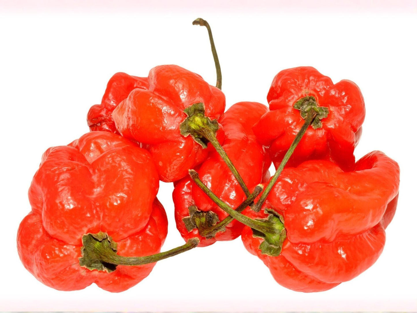 Red Scotch Bonnet Pepper Seeds – 25 Caribbean Hot Chili Seeds for Spicy Cooking, Jerk, Hot Sauce, and Container Gardening