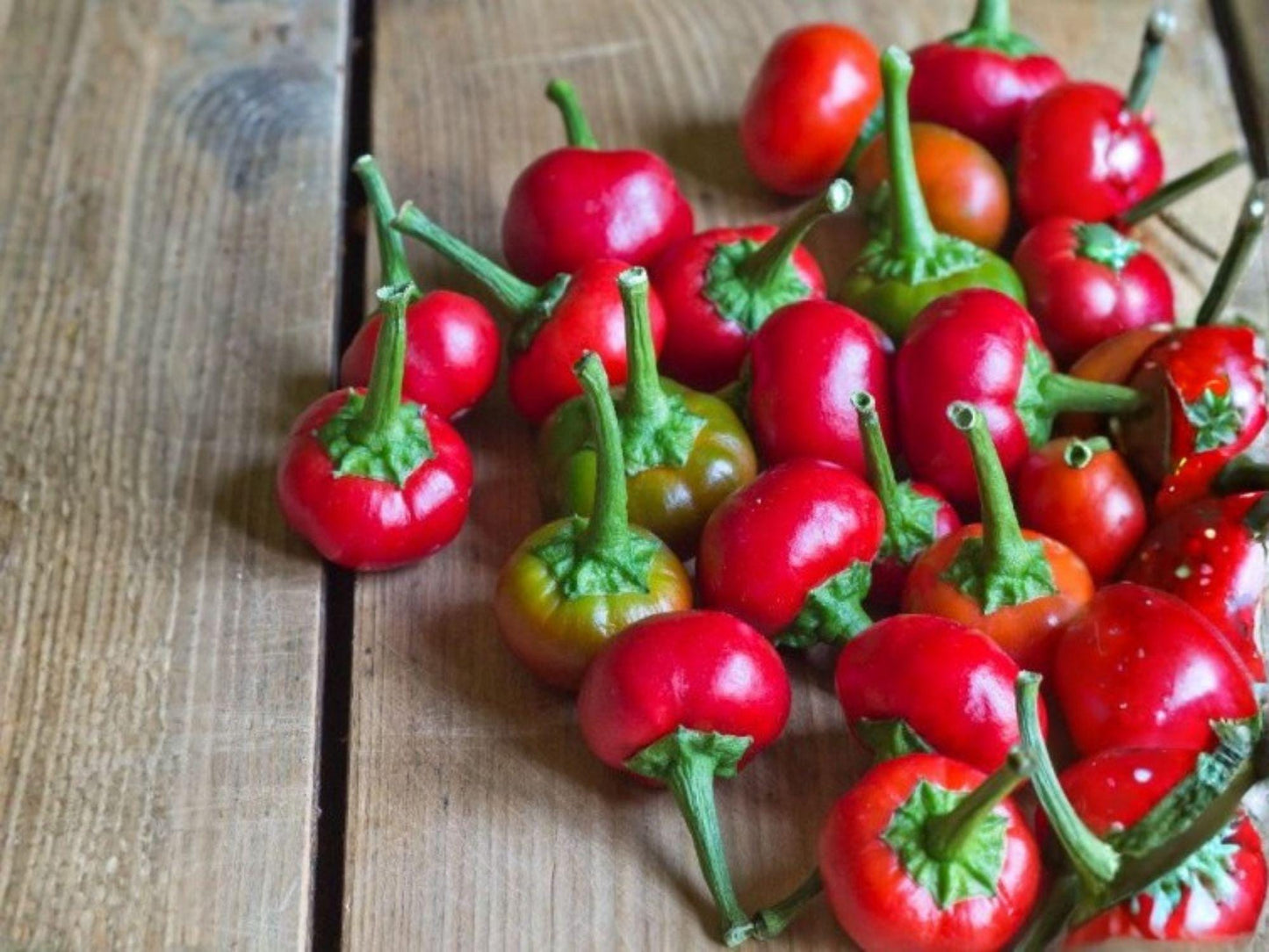 Large Cherry Hot Pepper Seeds – Heirloom Red Chili for Stuffing & Pickling, Capsicum annuum