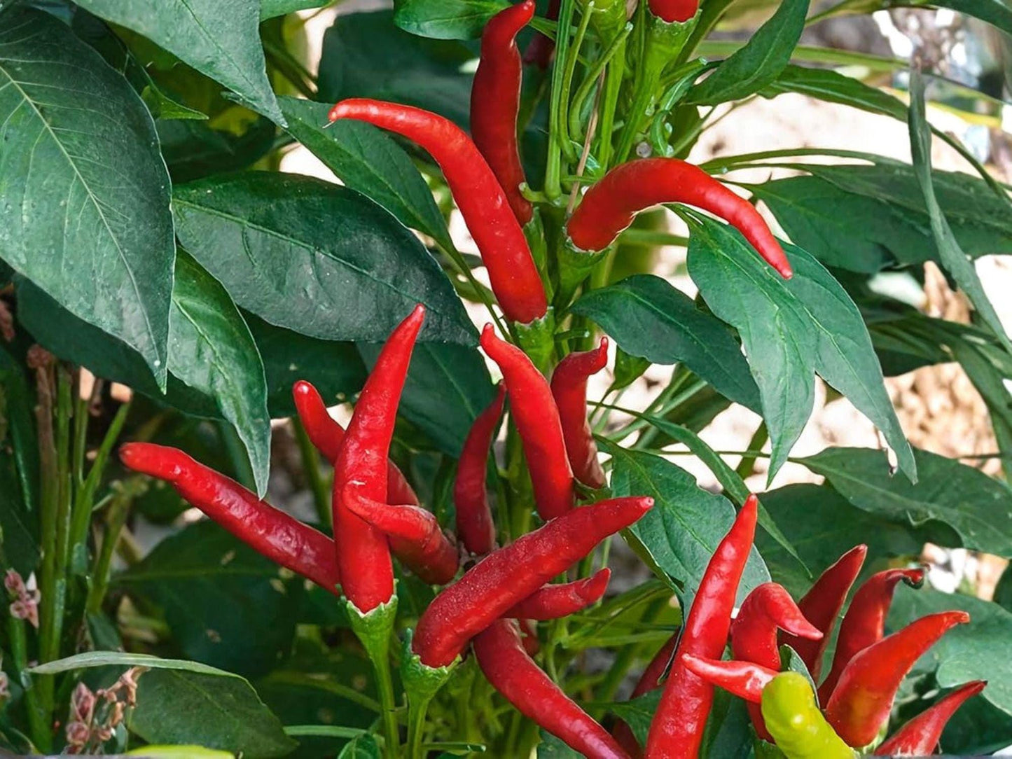 Thai Bird’s Eye Chili Seeds – Heirloom Pepper for Spicy Cooking, Container Growing, 25 Seeds, Capsicum annuum