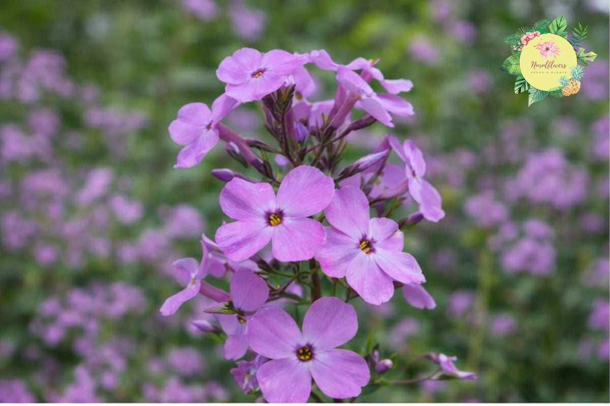 Sweet William Bulbs | Phlox Maculata Perennial Flowering Plants for Gardens | Vibrant Clusters & Butterfly Attractant