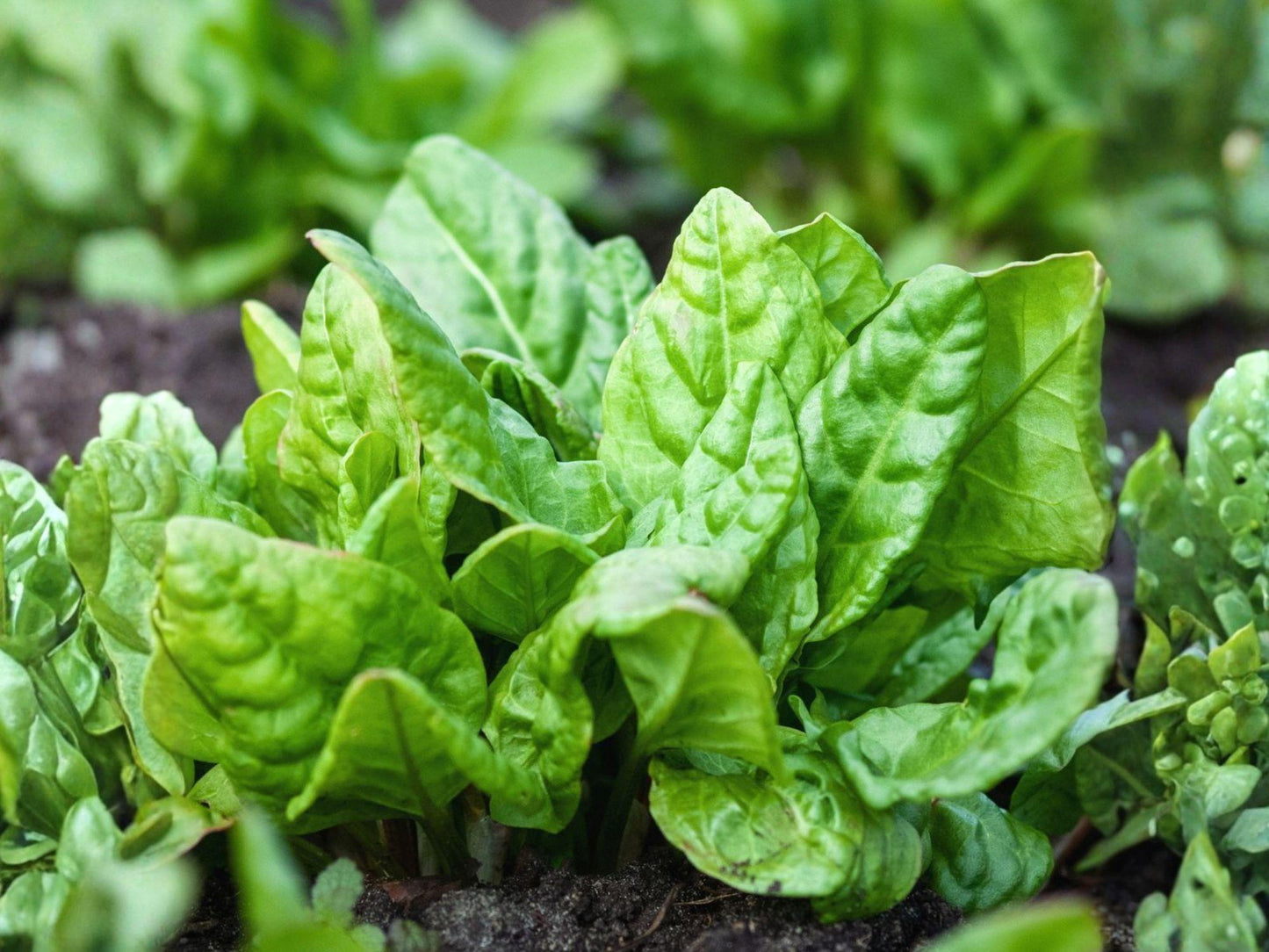 Viroflay Spinach Seeds – Heirloom French Large Leaf Vegetable – Tender, Dark Green, Mild Flavor, Cool Weather Grower