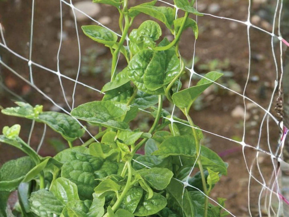 Green Malabar Spinach Seeds – Heat Tolerant Climbing Spinach for Summer Garden – Basella alba, Vines for Vertical Gardening
