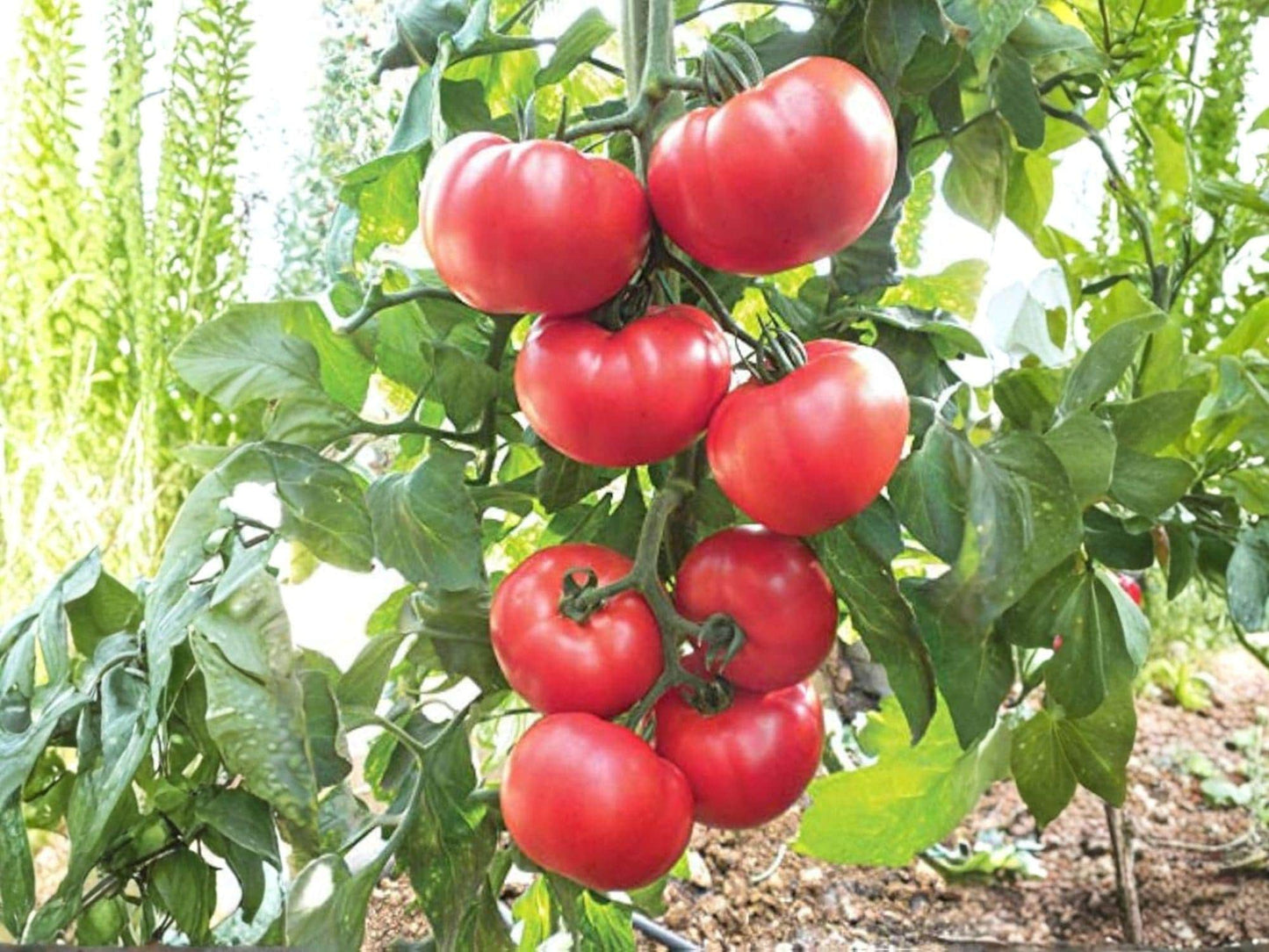 Heirloom Beefsteak Tomato Seeds – 30 Large Slicing Heirloom Red Fruits – Indeterminate, Classic Flavor, Heavy Yields, Garden & Homegrown