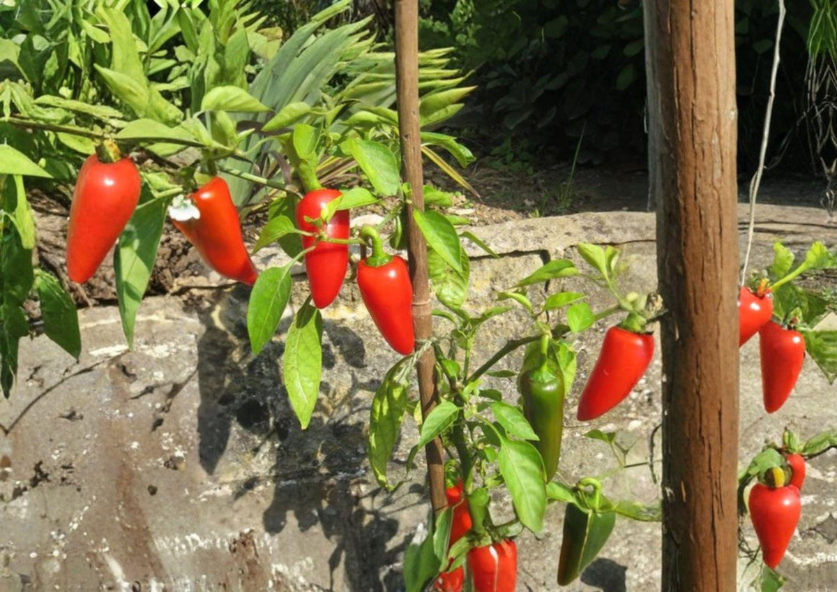 Fresno Chile Hot Pepper Seeds – Heirloom, Medium Heat, Fruity Flavor, Garden Growing, Conical Red Peppers, 25 Seeds
