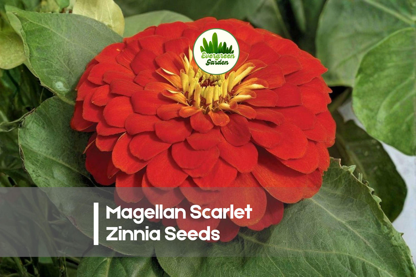 100+ Magellan Scarlet Zinnia Seeds - Compact, Fully Double Scarlet Red Flowers, Zinnia elegans, Pollinator-Friendly Garden Seeds