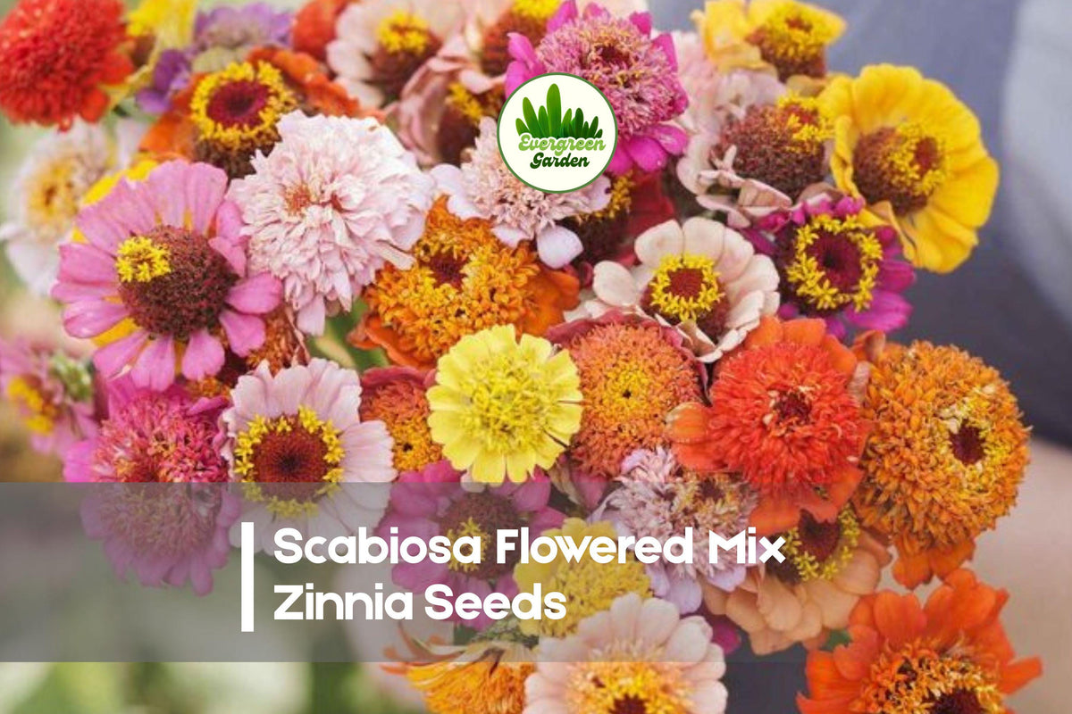 Scabiosa Flowered Mix Zinnia Seeds – 100+ Premium Flowering Annual for Cut Flowers, Borders & Pollinator Gardens, Zinnia elegans