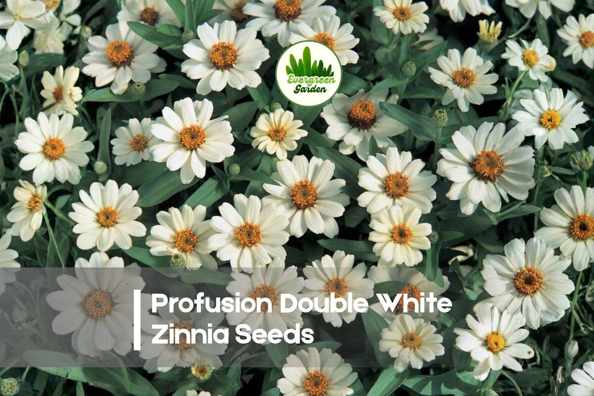 100+ Profusion Double White Zinnia Seeds, Zinnia × hybrida, Flowering Annual, White Blooms, Compact, Heat Tolerant, Pollinator-Friendly