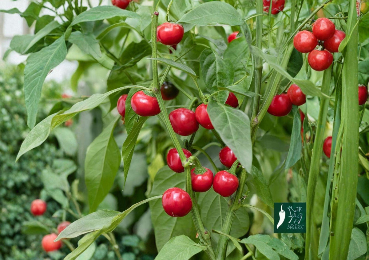 Large Hot Cherry Pepper Seeds – Heirloom Spicy Red Garden Vegetable, Thick-Walled, Round, Gourmet Pepper Seeds