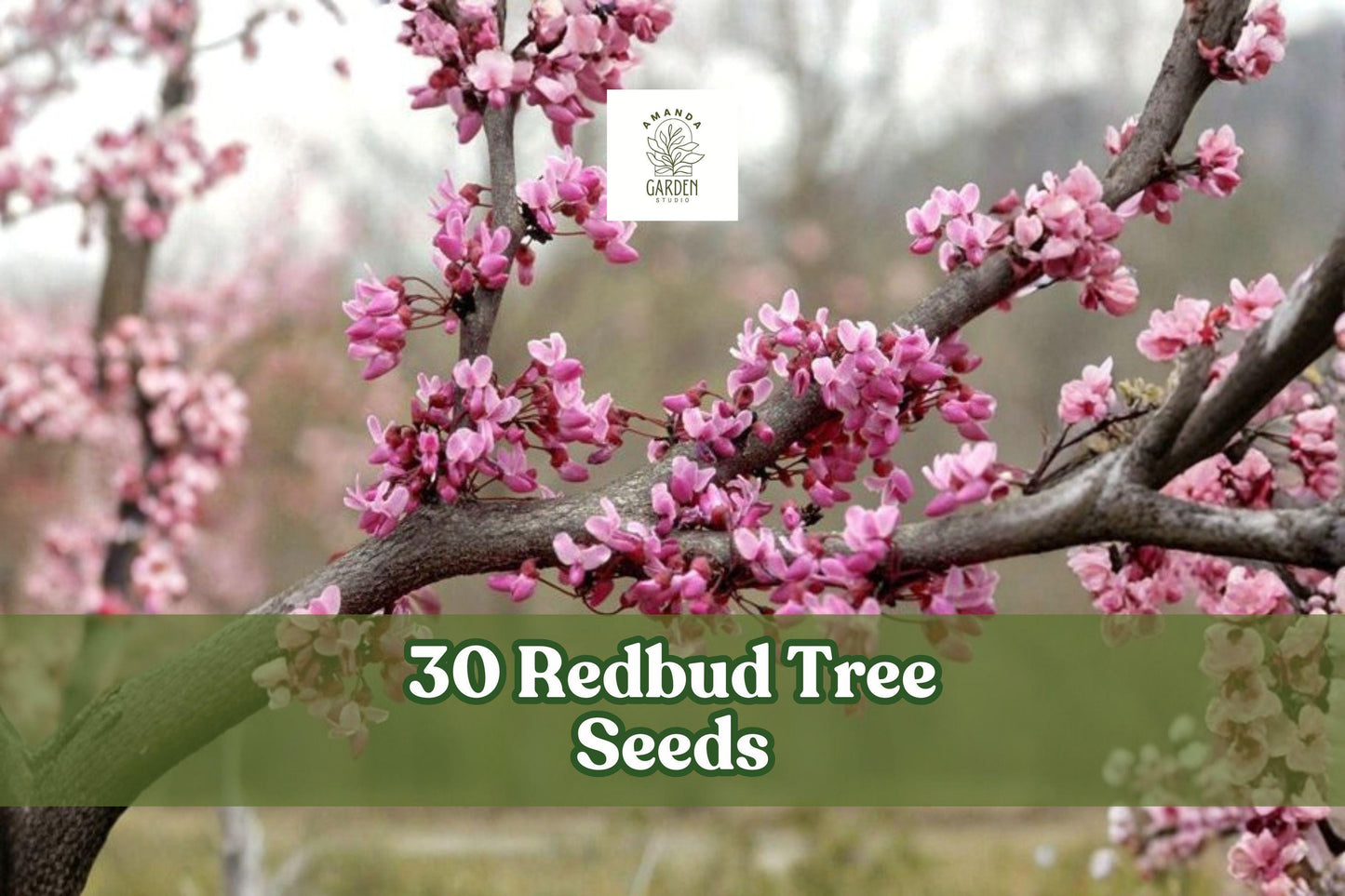 30 Redbud Tree Seeds for Planting - Cercis spp. Flowering Tree with Pink to Purple Blooms, Ornamental Yard and Garden Planting