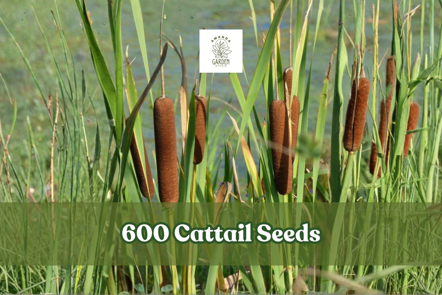 600 Cattail Seeds for Wetland Planting, Typha spp., Ornamental Grass for Ponds & Water Gardens