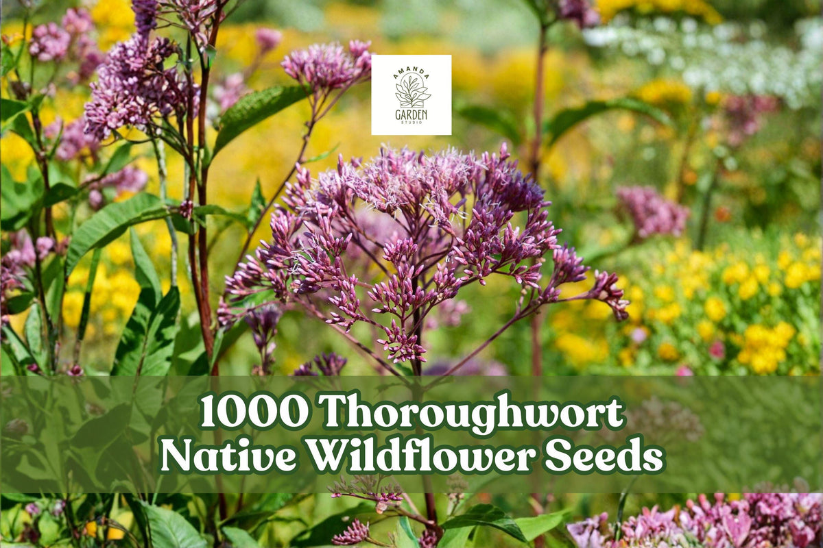 1000 Native Wildflower Seeds - Eupatorium perfoliatum, Thoroughwort, White Blooms, Perennial, Pollinator-Friendly