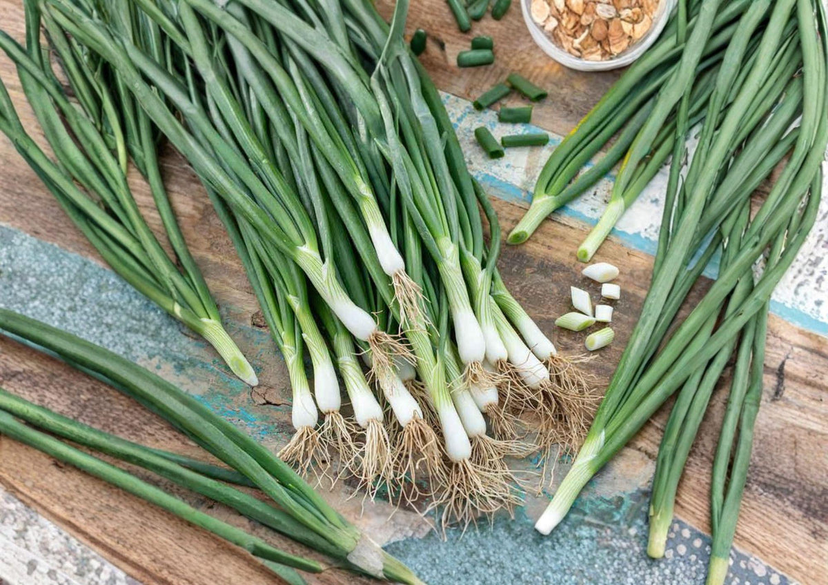 White Lisbon Bunching Onion Seeds – Heirloom, Cool Season, Green Tops, Non-Bulbing Allium fistulosum