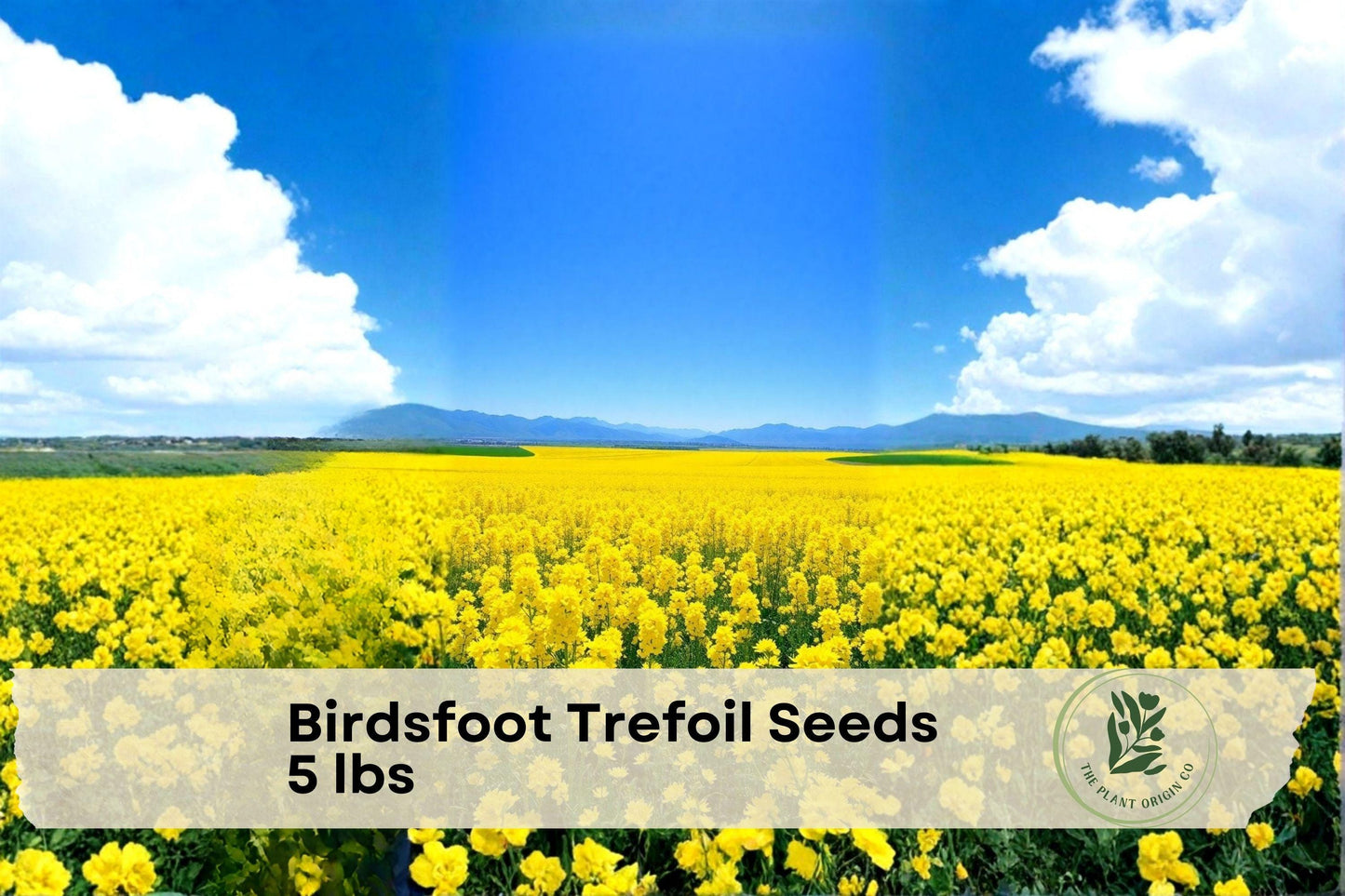 Birdsfoot Trefoil Seeds 5 lbs – Perennial Forage Legume for Pasture, Hay, Silage – Lotus corniculatus