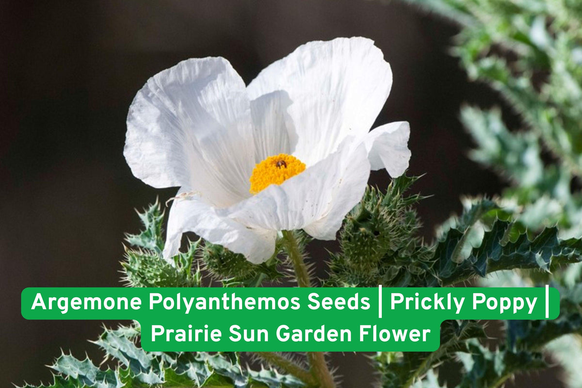 Argemone Polyanthemos Seeds | Prickly Poppy Wildflower | Native North American Prairie Sunflower | Drought-Tolerant Garden Flower