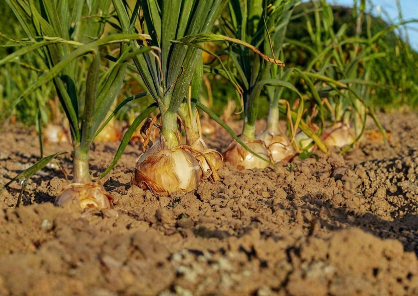 Walla Walla Sweet Onion Seeds – Heirloom, Large Yellow Bulbs for Mild, Sweet Flavor – 50 Seeds for Garden Growing