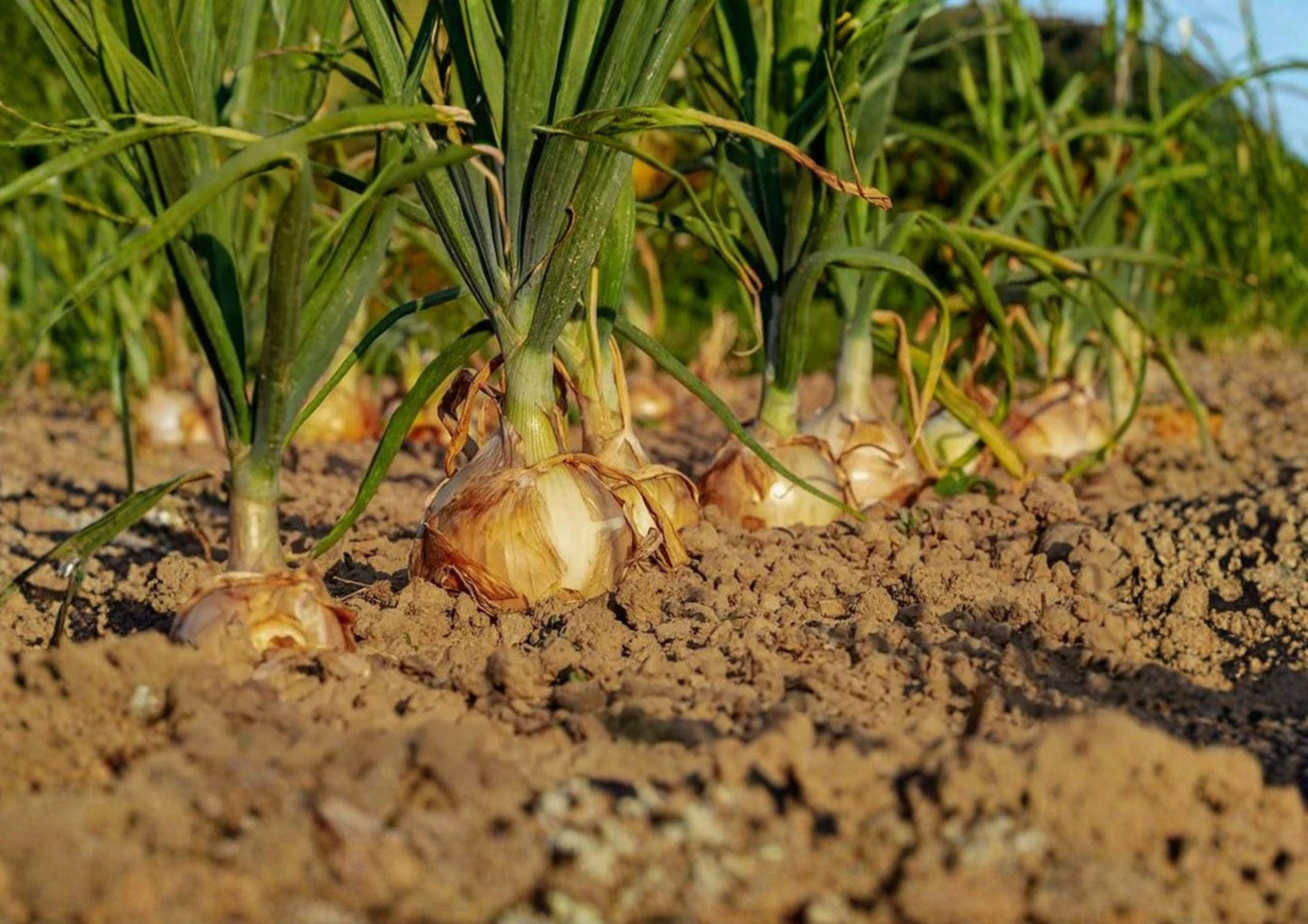 Walla Walla Sweet Onion Seeds – Heirloom, Large Yellow Bulbs for Mild, Sweet Flavor – 50 Seeds for Garden Growth