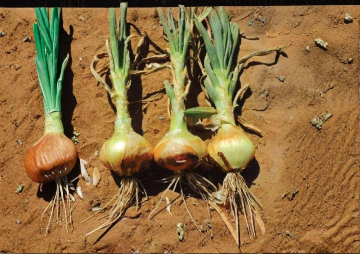 Utah Yellow Sweet Spanish Onion Seeds – Heirloom Long-Day Vegetable for Slicing & Cooking, 50 Seeds