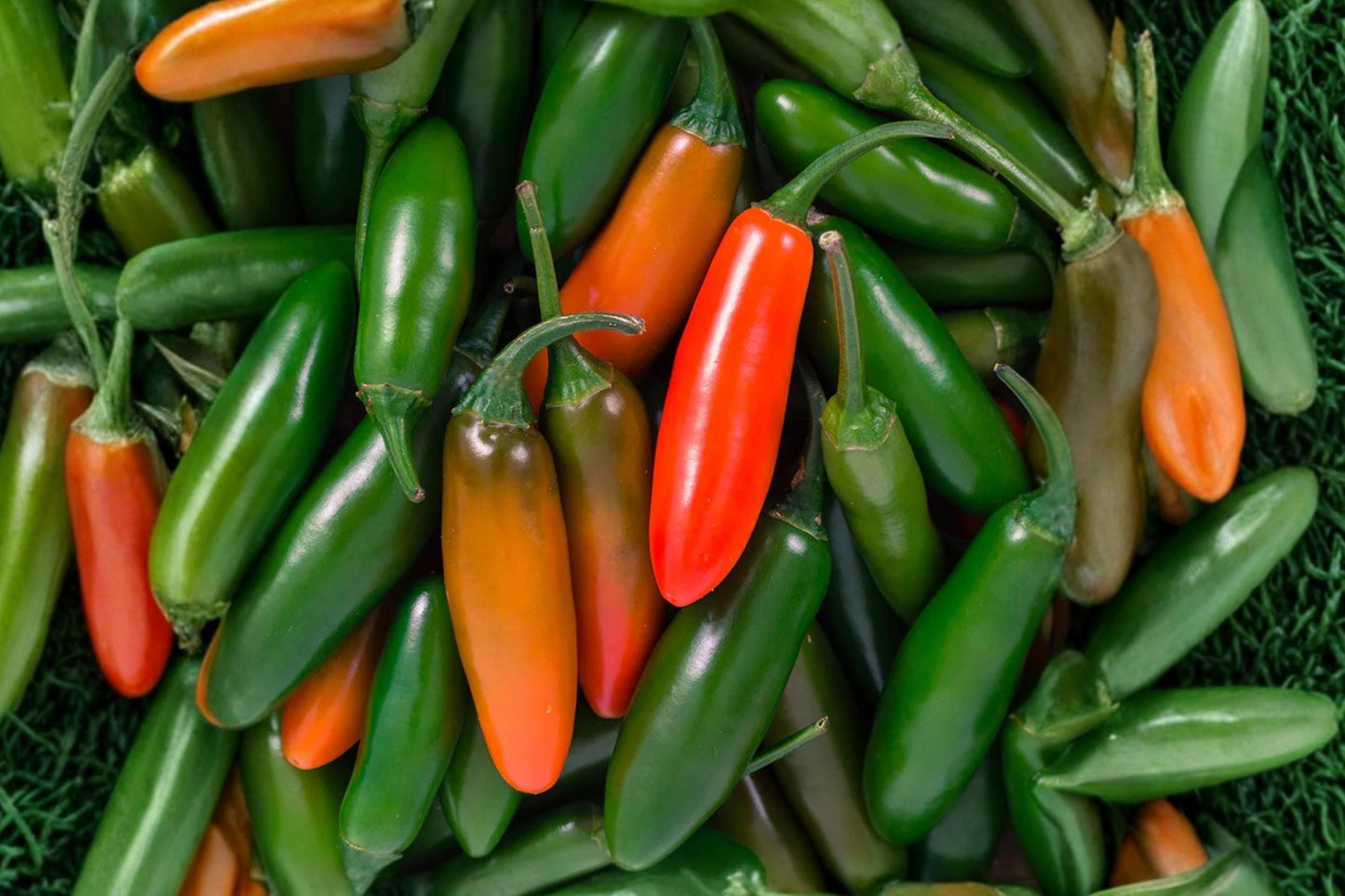 Barker Hot Pepper Seeds – Heirloom New Mexico Chili Variety, High Yield Capsicum annuum, Spicy Green to Red Peppers