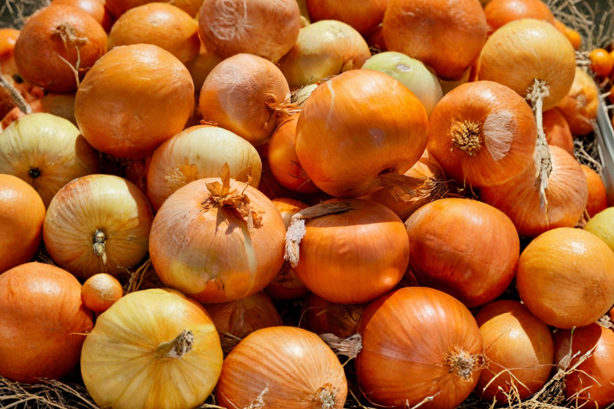 Utah Yellow Sweet Spanish Onion Seeds – Heirloom Long Day Vegetable Garden Bulbs for Slicing & Cooking