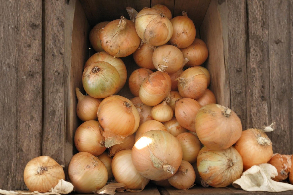 Walla Walla Sweet Onion Seeds – Heirloom Long Day Yellow Bulb Variety – Large, Mild, Juicy Bulbs, Open Pollinated, Garden Seeds