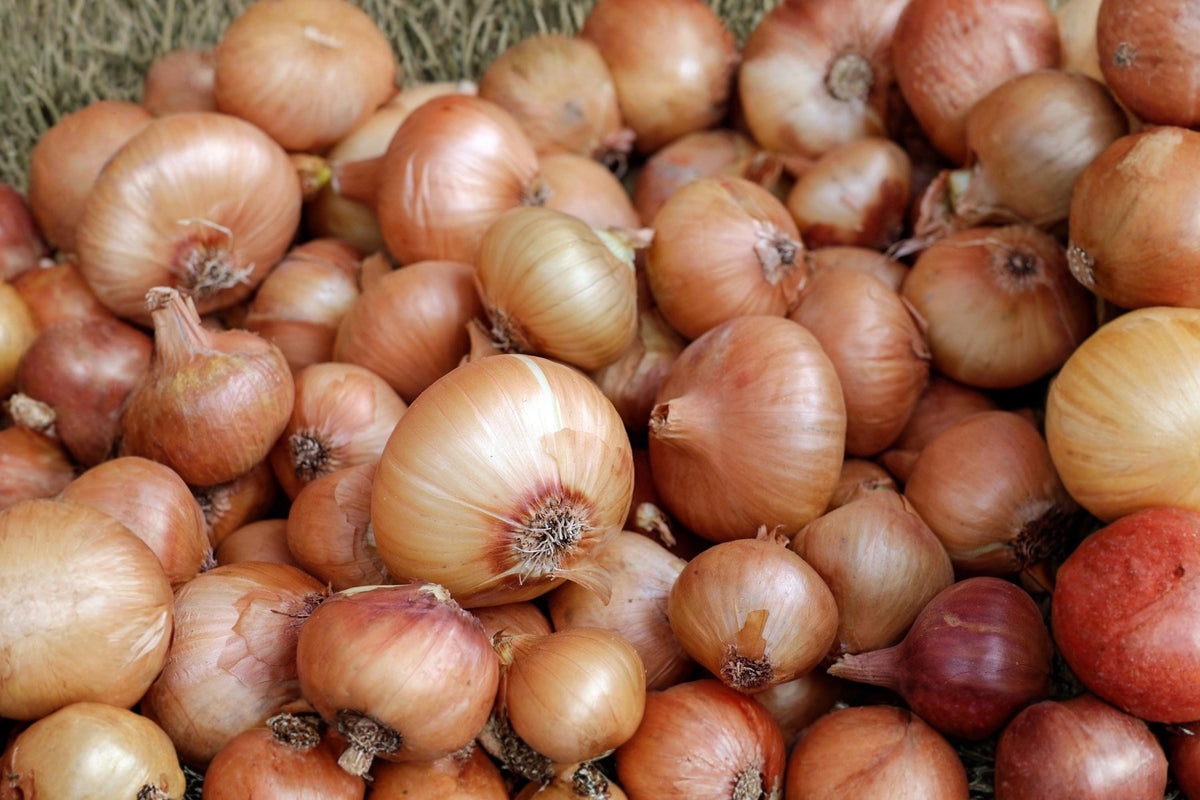 Yellow Valencia Onion Seeds – Heirloom Long Day Sweet Bulb Variety for Home Gardens and Market Growers