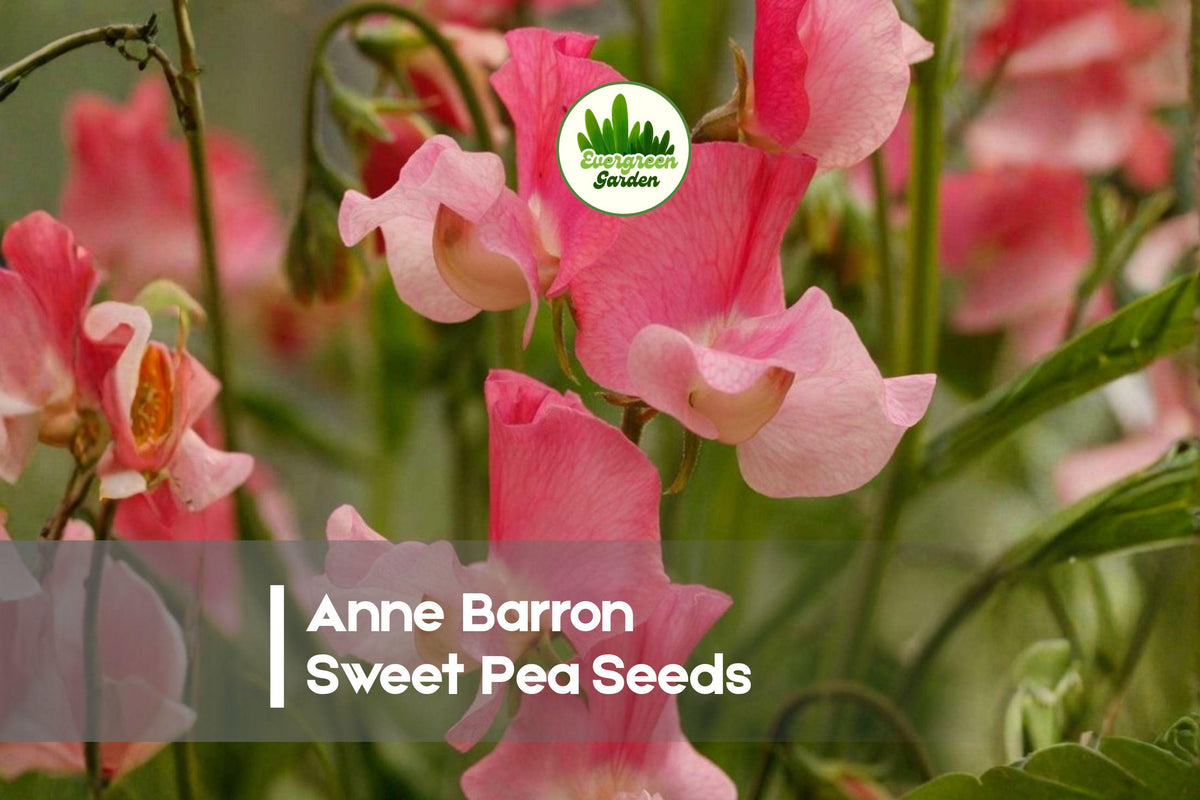 Sweet Pea Seeds, Anne Barron Variety, Pink Fragrant Blooms, Climbing Annual Vine, Lathyrus odoratus, 50+ Seeds