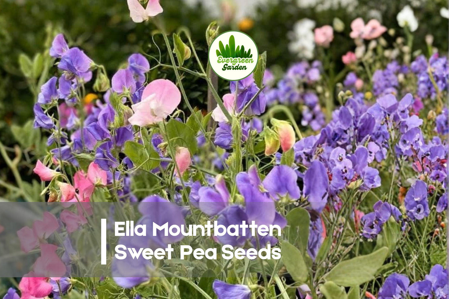 Ella Mountbatten Sweet Pea Seeds – Soft Pink Fragrant Climbing Vine, Lathyrus odoratus, 50+ Seeds for Gardens & Cut Flowers