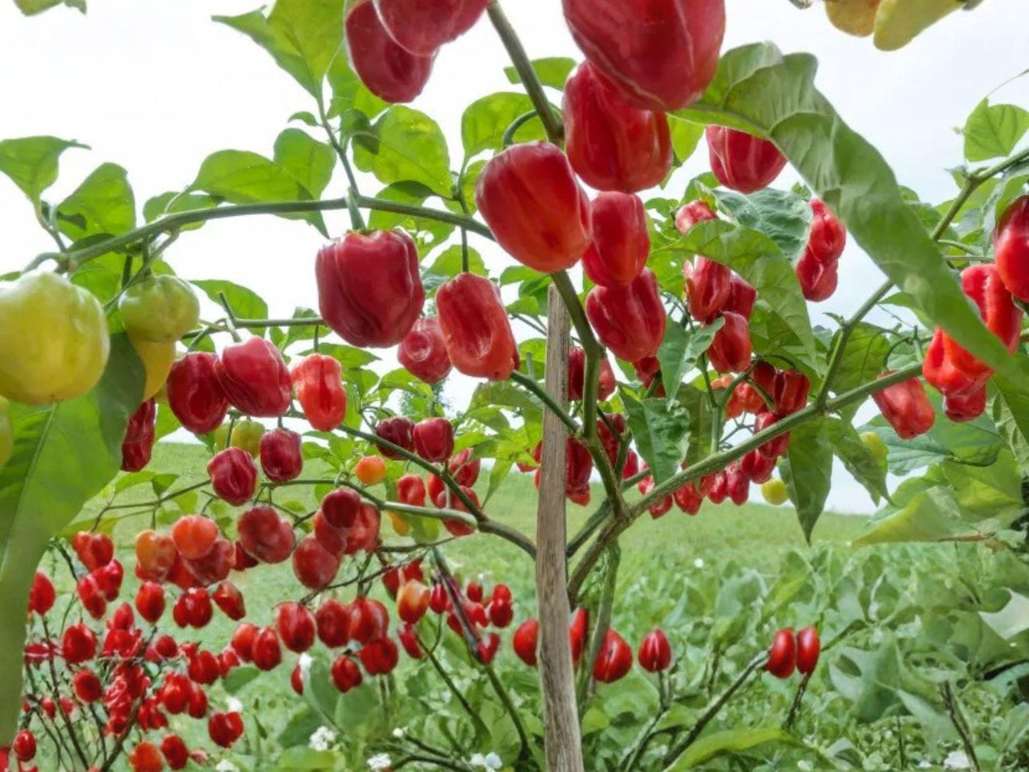 Caribbean Red Habanero Seeds – 25 Extra Hot Pepper Garden Seeds for Spicy Hot Sauce & Caribbean Cuisine