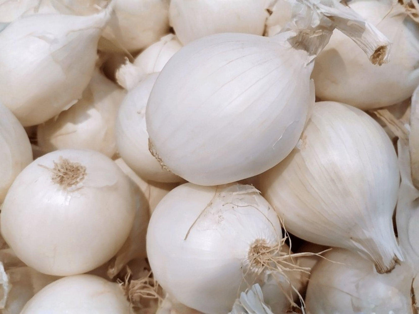 Blanco Duro Onion Seeds – 50 White Storage Garden Seeds for Fresh Slicing, Cooking, and Long-Term Storage Allium cepa