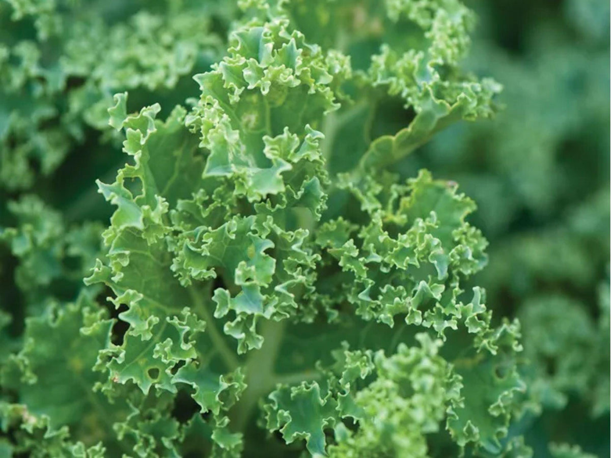 Dwarf Blue Curled Kale Seeds – Heirloom, Non-GMO, Cold Hardy, Compact Superfood Brassica oleracea