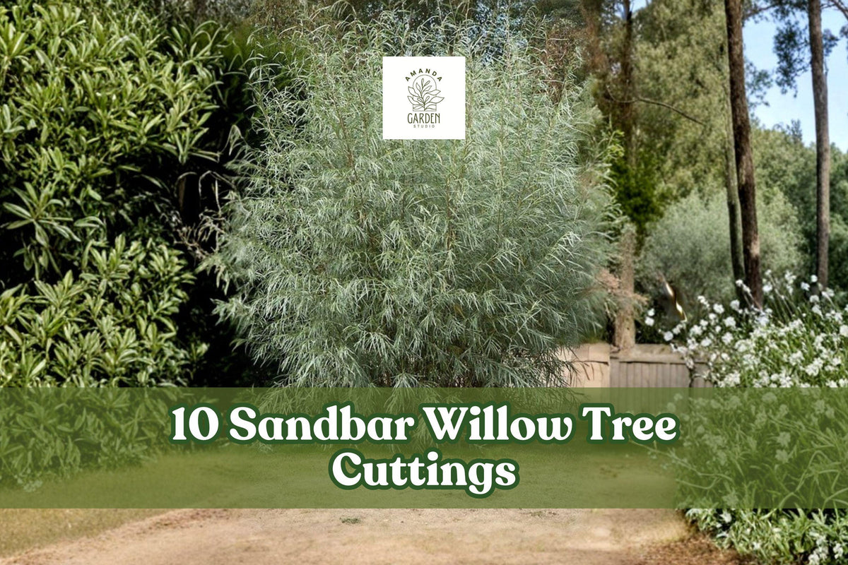 10 Sandbar Willow Tree Cuttings for Planting Salix exigua Deciduous Shrubs Live Planting