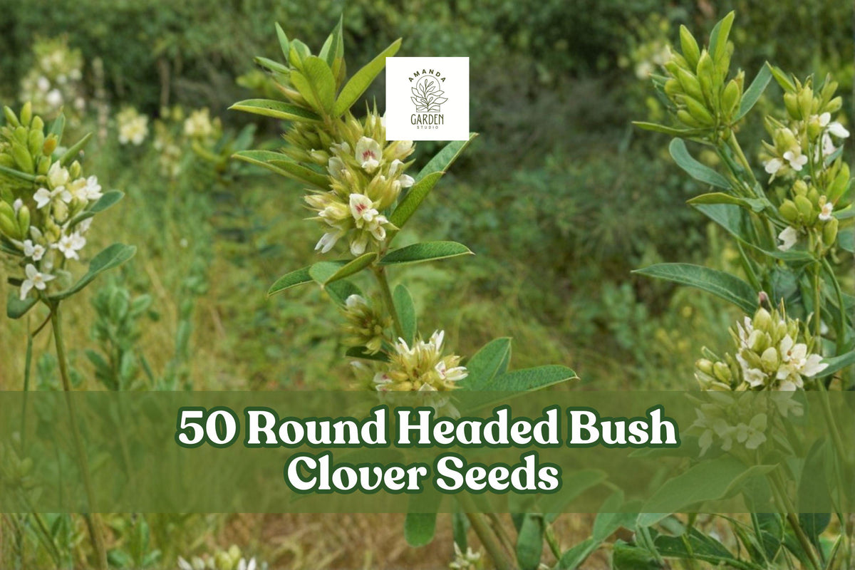 50 Round Headed Bush Clover Seeds Lespedeza capitata Native Perennial Wildflower for Gardens