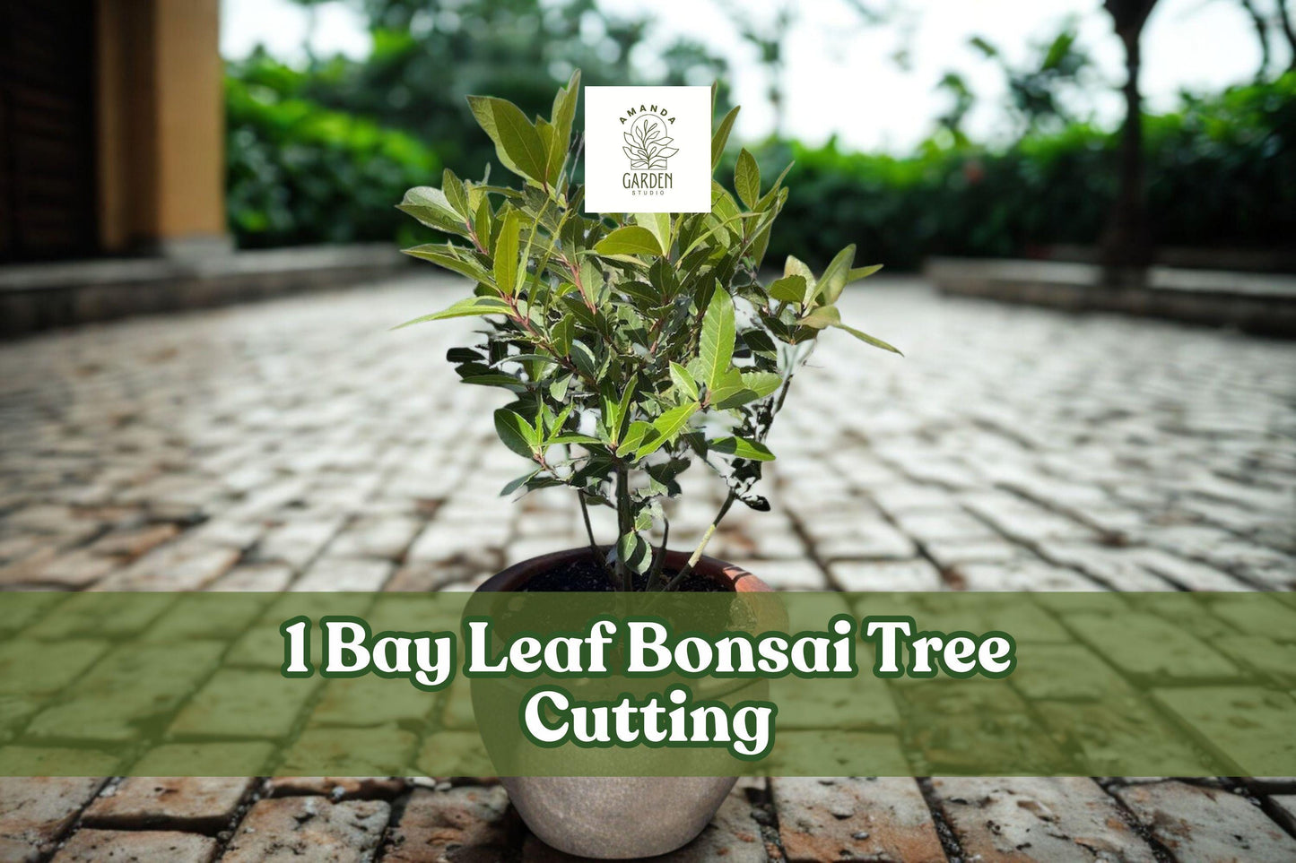 Bay Leaf Bonsai Tree Cutting for Planting | Ornamental Bonsai Starter with Thick Trunk | Indoor or Outdoor Plant