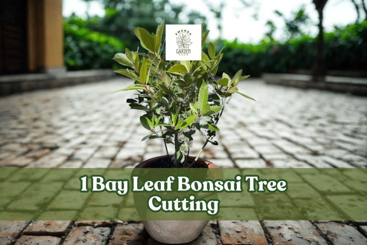Bay Leaf Bonsai Tree Cutting – Ornamental Indoor/Outdoor Bonsai Starter with Thick Trunk, Live Plant for Training and Decoration