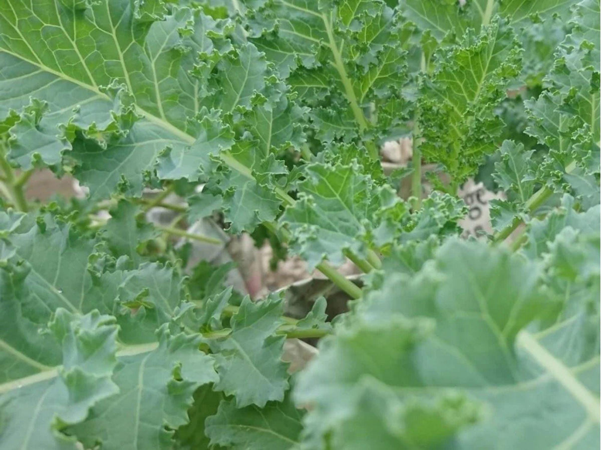 Dwarf Siberian Kale Seeds – Heirloom, Non-GMO, Cold Hardy Green Brassica napus, Tender, Fast-Growing, Cool-Season Greens