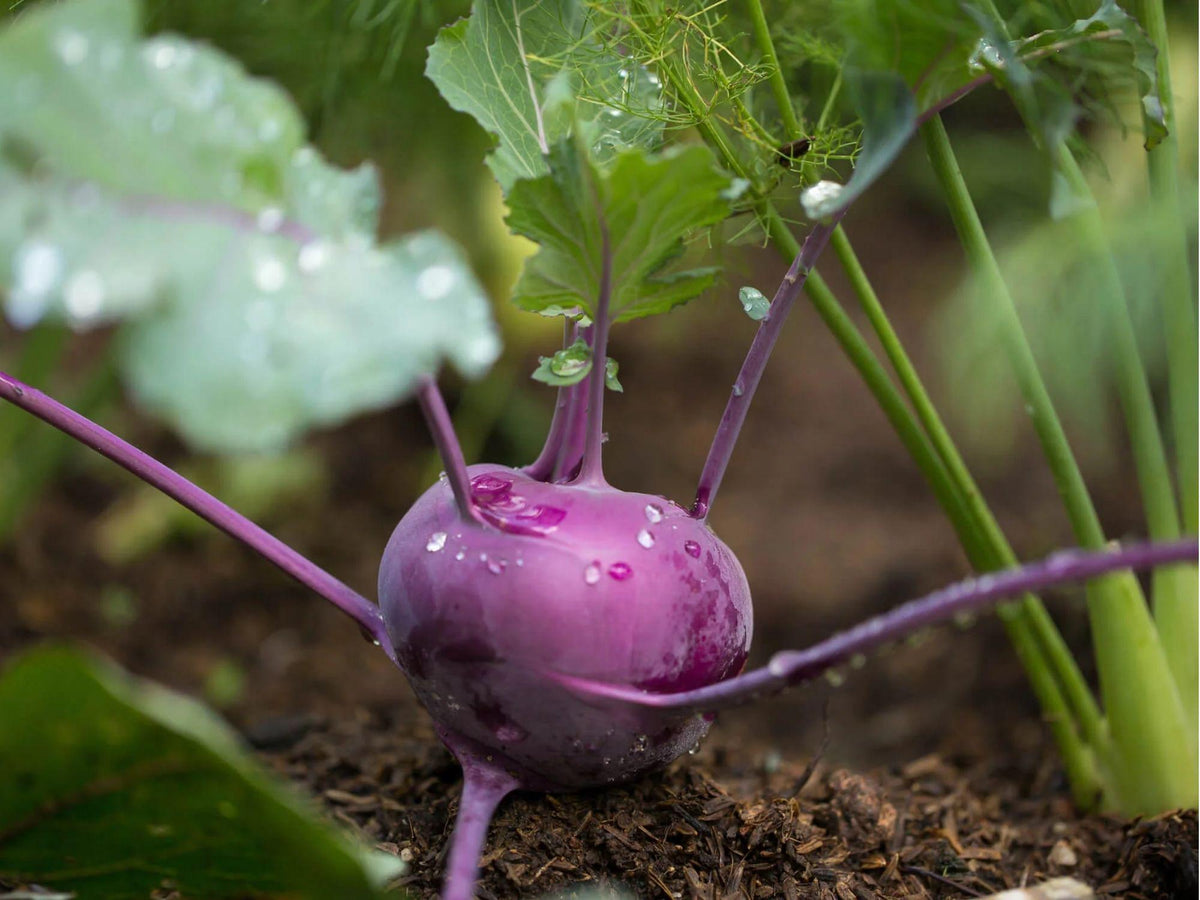 Purple Vienna Kohlrabi Seeds – Heirloom, Non-GMO, Cold Hardy, Crisp, Sweet Root Vegetable, Brassica oleracea