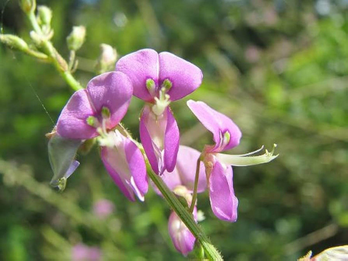Showy Tick Trefoil Seeds – Desmodium canadense – Native Wildflower for Pollinators & Soil Enrichment – 25 Seeds
