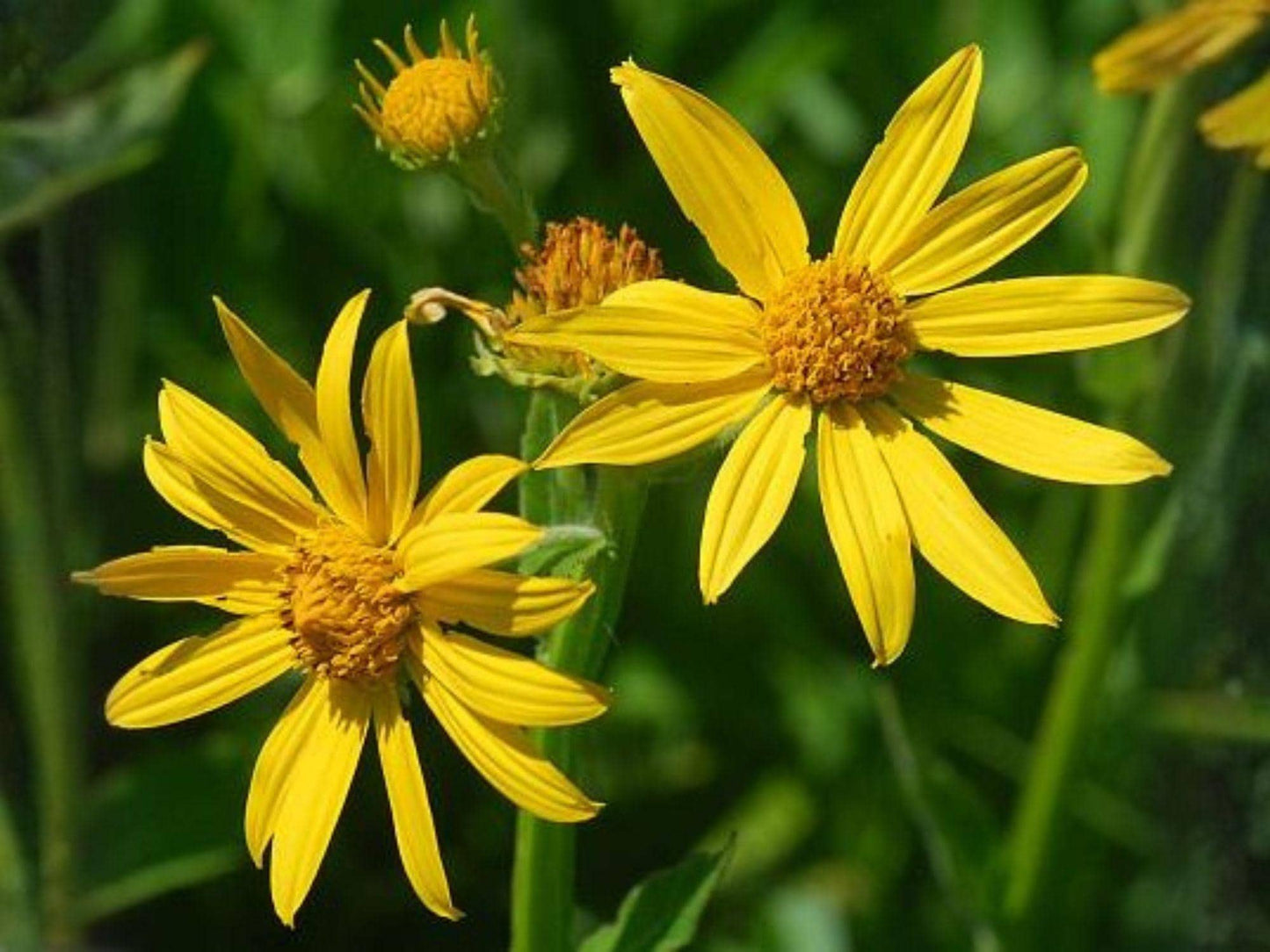Yellow Crownbeard Seeds – Native Prairie Wildflower, Pollinator Plant, Verbesina helianthoides, 30 Seeds