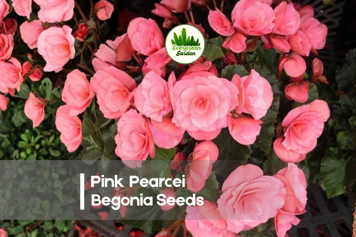 Pink Pearcei Begonia Seeds – Rare Varietal with Velvety Foliage & Pink Blooms – Begonia pearcei, Indoor & Shade Garden Plant