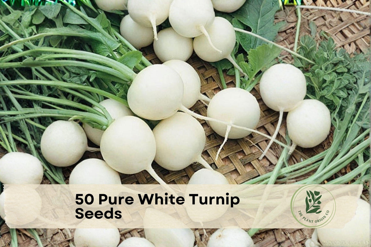 50 Pure White Fuku Komachi Hybrid Turnip Seeds - Brassica rapa, White Root, Cool-Season Vegetable, Easy to Grow