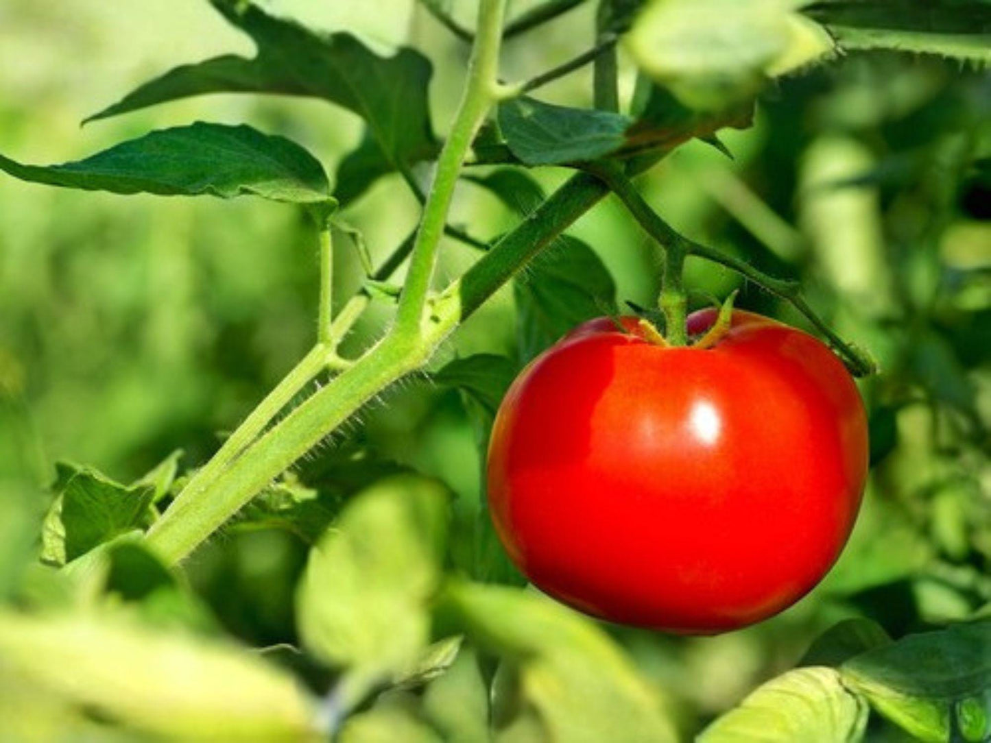 Super Sioux Tomato Seeds – Heirloom Red, Heat Tolerant, Indeterminate, 30 Seeds for Warm-Season Gardens