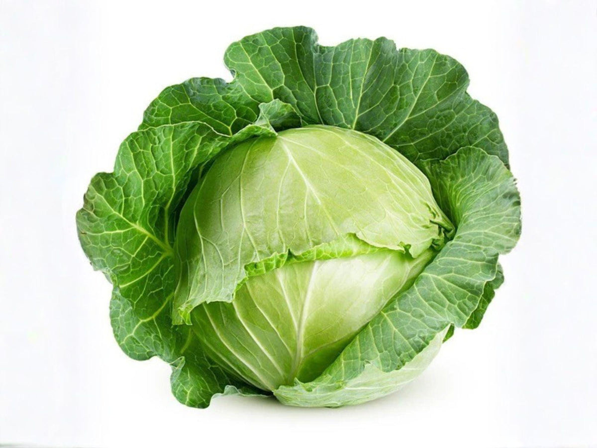 Danish Ballhead Cabbage Seeds – Heirloom, Cold Hardy, Large Green Heads, Reliable Storage, 500 Seeds